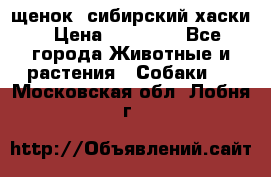 щенок  сибирский хаски › Цена ­ 12 000 - Все города Животные и растения » Собаки   . Московская обл.,Лобня г.